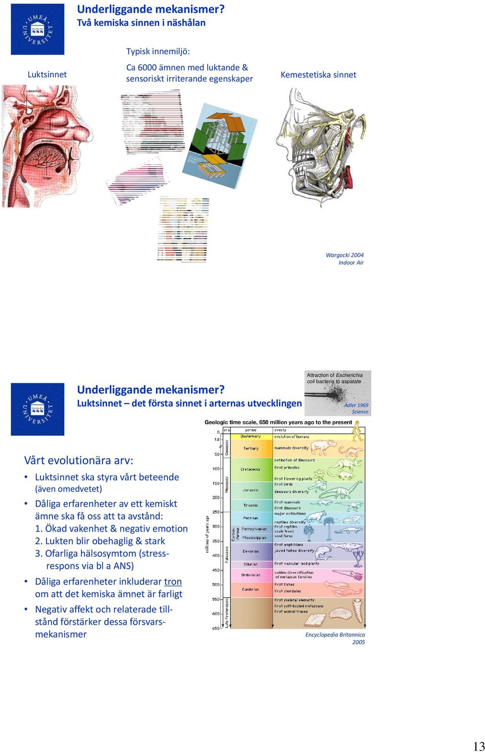 i arternas utvecklingen Attraction of Escherichia coli bacteria to aspatate Adler 1969 Science Vårt evolutionära arv: Luktsinnet ska styra vårt beteende (även omedvetet) Dåliga erfarenheter av ett