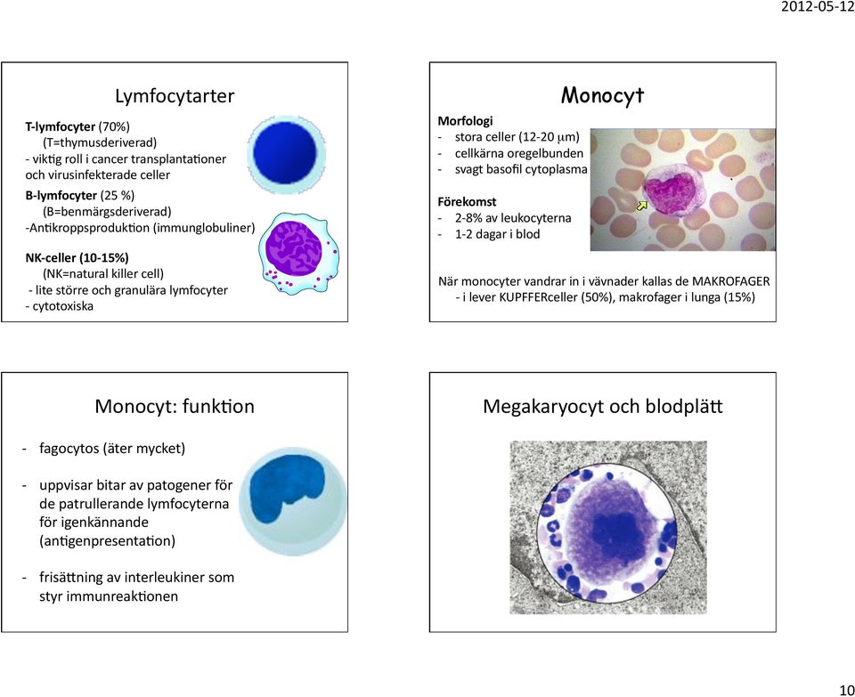 svagtbasofilcytoplasma Förekomst 2 8%avleukocyterna 1 2dagariblod Monocyt NärmonocytervandrarinivävnaderkallasdeMAKROFAGER ileverkupfferceller(50%),makrofagerilunga(15%)