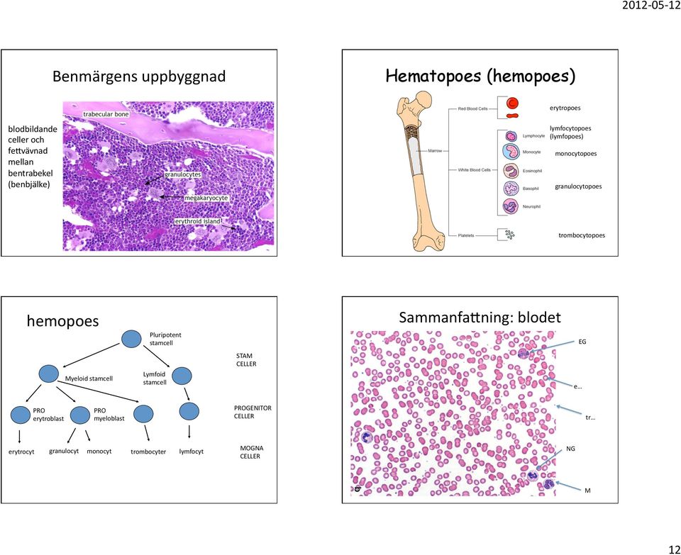 SammanfaKning:blodet Pluripotent stamcell EG STAM CELLER Myeloidstamcell PRO erytroblast erytrocyt