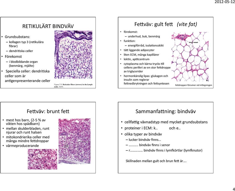 cellensperiferiavenstorfekdroppe avtriglycerider hormonkänsliglipas:glukagonoch insulinsomreglerar feknedbrytningenochfeksyntesen fekdroppenförsvinervidinfärgningen FeKväv:bruntfeK mesthosbarn,(2