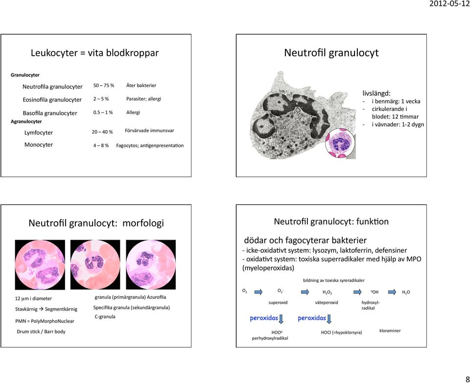 Neutrofilgranulocyt:morfologi Neutrofilgranulocyt:funk6on dödarochfagocyterarbakterier icke oxida6vtsystem:lysozym,laktoferrin,defensiner oxida6vtsystem:toxiskasuperradikalermedhjälpavmpo