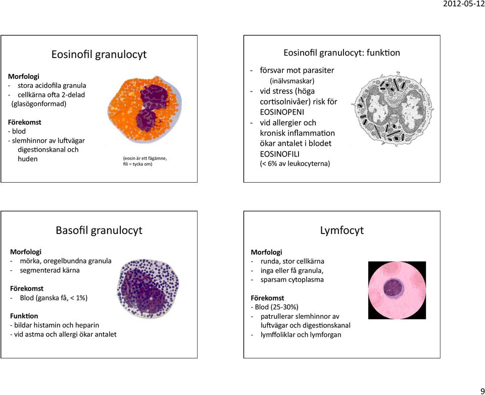 EOSINOFILI (<6%avleukocyterna) Basofilgranulocyt Morfologi mörka,oregelbundnagranula segmenteradkärna Förekomst Blod(ganskafå,<1%) Funk9on bildarhistaminochheparin