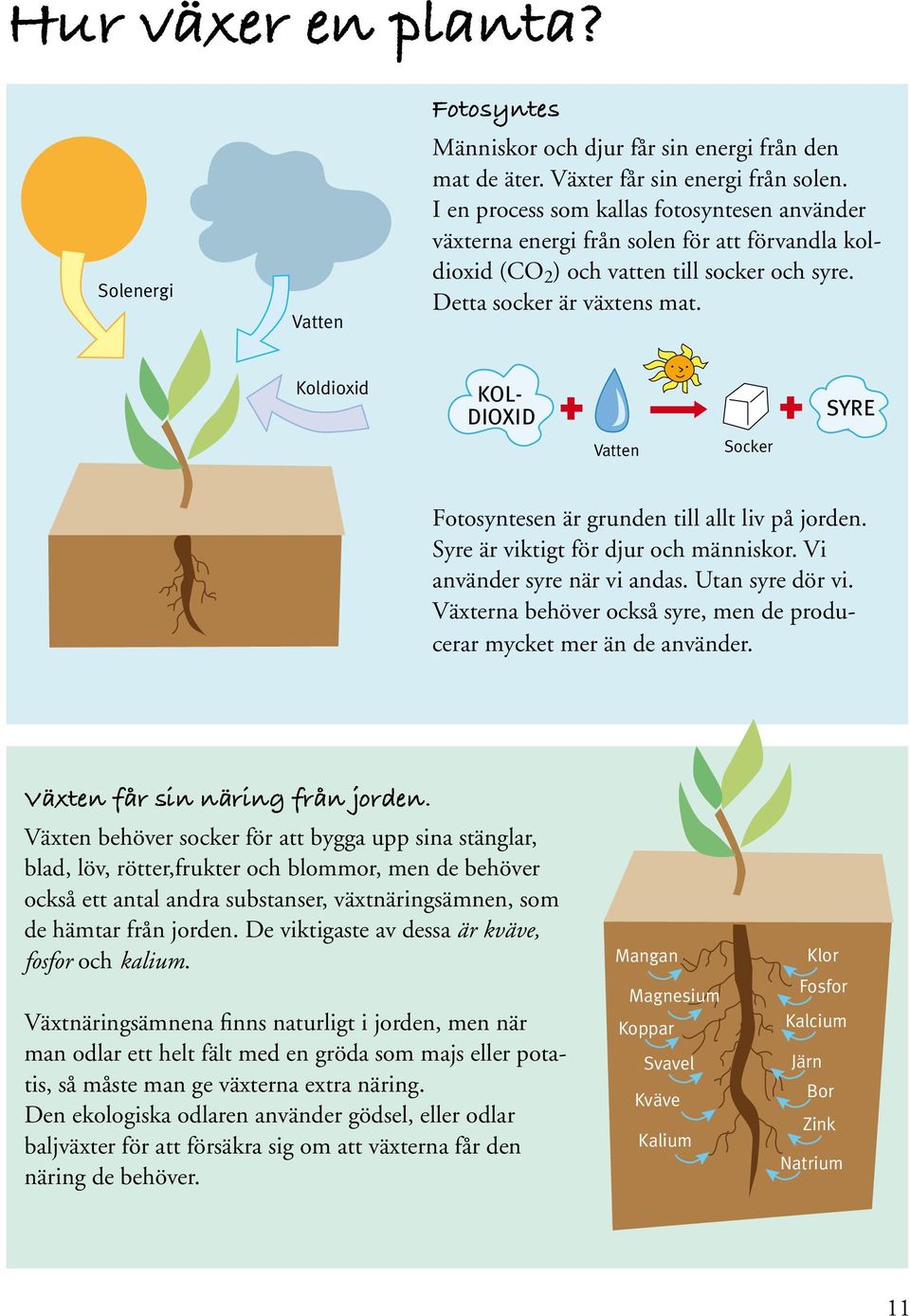 Koldioxid KOL- DIOXID Vatten Socker SYRE Fotosyntesen är grunden till allt liv på jorden. Syre är viktigt för djur och människor. Vi använder syre när vi andas. Utan syre dör vi.