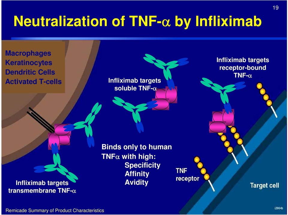 receptor-bound TNF- Infliximab targets transmembrane TNF- Binds only to human