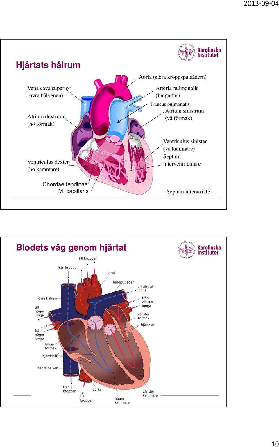 pulmonalis Atrium sinistrum (vä förmak) Ventriculus dexter (hö kammare) Chordae tendinae