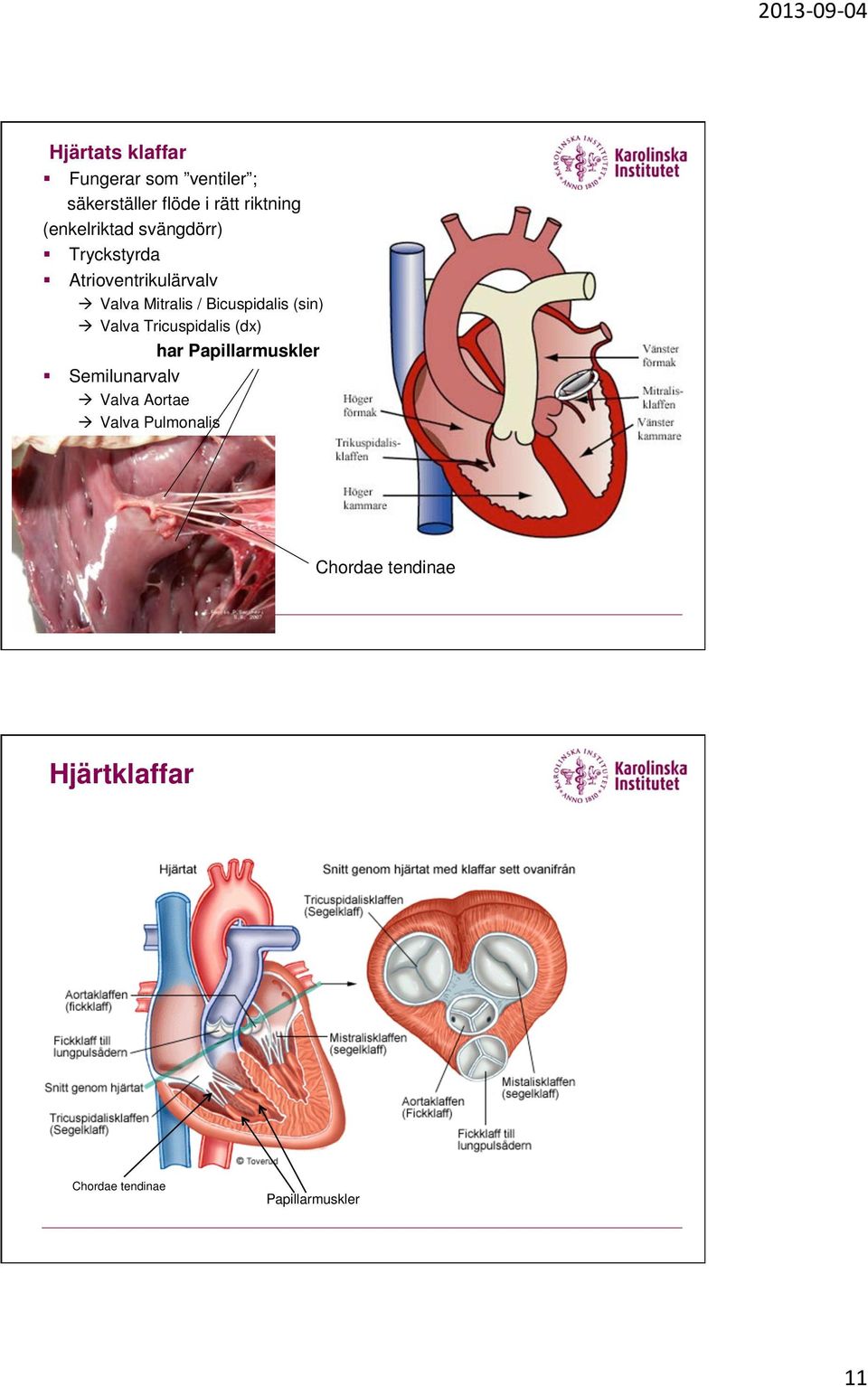 Bicuspidalis (sin) à Valva Tricuspidalis (dx) har Papillarmuskler Semilunarvalv à