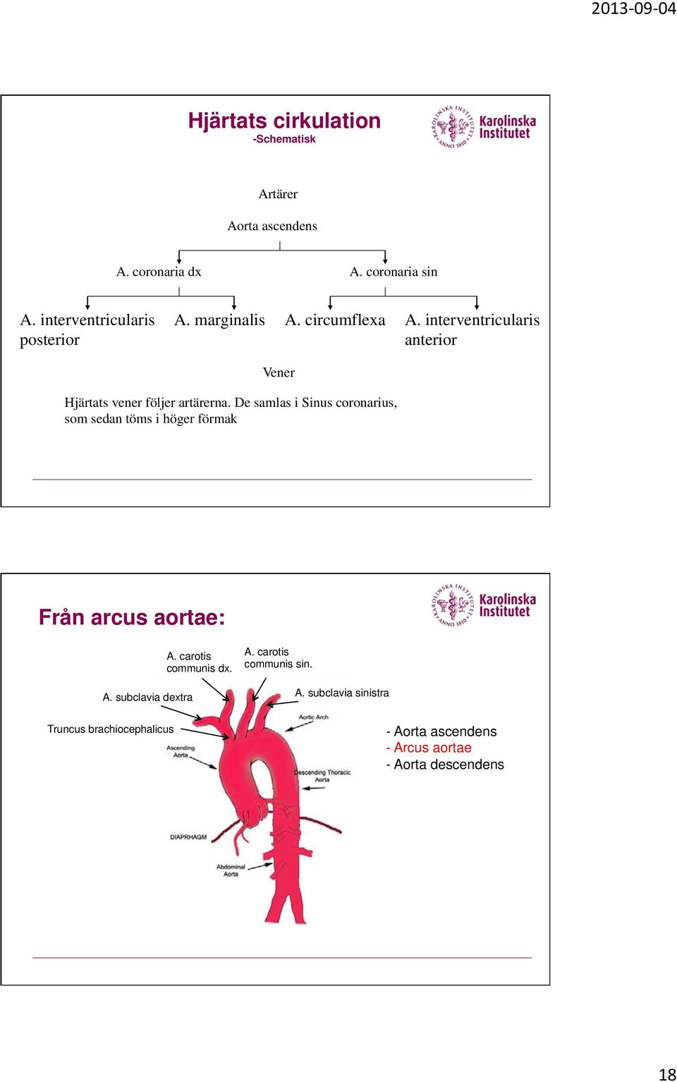 interventricularis anterior Vener Hjärtats vener följer artärerna.
