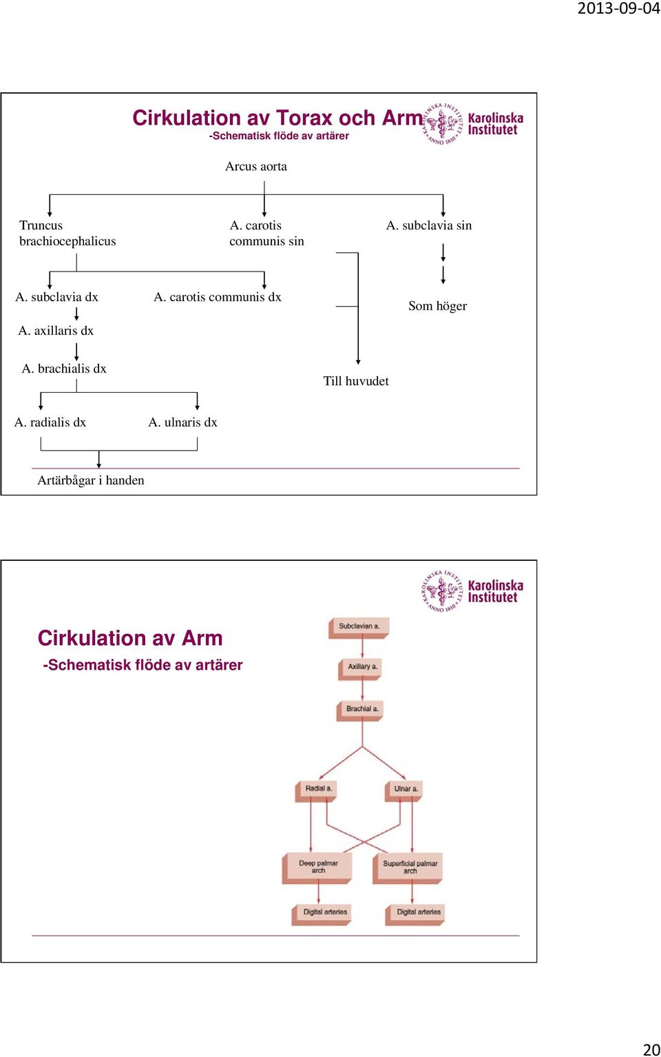carotis communis dx A. axillaris dx Som höger A. brachialis dx Till huvudet A.
