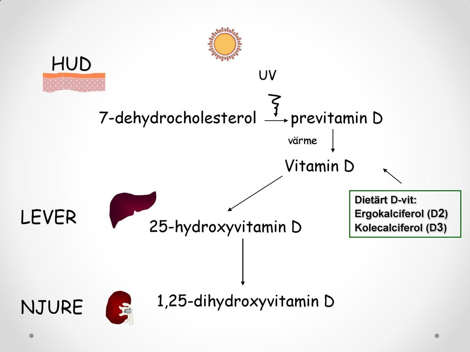 Dietärt D-vit: Ergokalciferol (D2)