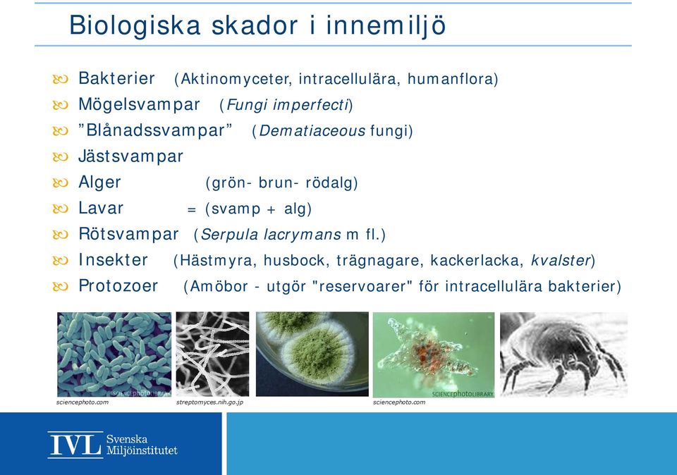 brun- rödalg) Lavar = (svamp + alg) Rötsvampar (Serpula lacrymans m fl.