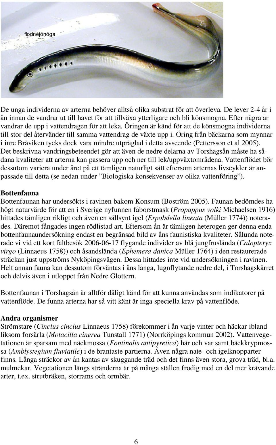 Öring från bäckarna som mynnar i inre Bråviken tycks dock vara mindre utpräglad i detta avseende (Pettersson et al 2005).