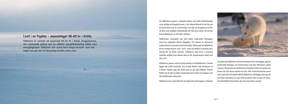 Fjällräven kan också klara långa perioder utan mat något som ger den ett försprång framför andra arter. Att fjällräven passar i arktiskt klimat och kalla förhållanden syns tydligt på kroppsformen.