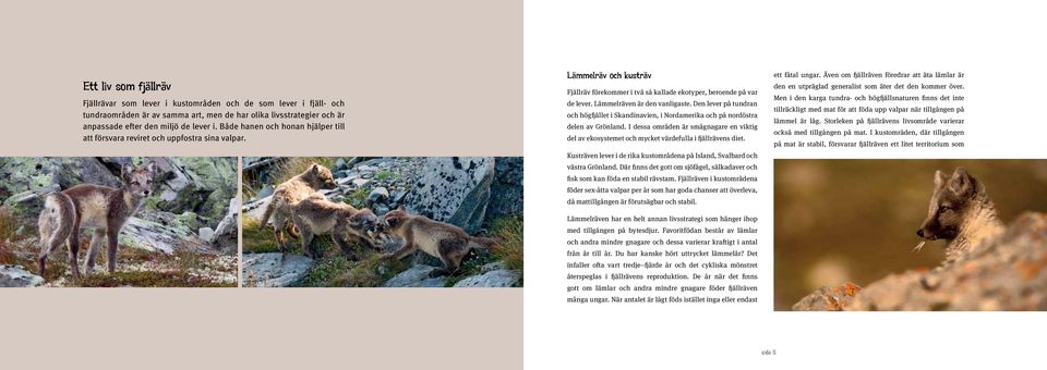 Lämmelräven är den vanligaste. Den lever på tundran och högfjället i Skandinavien, i Nordamerika och på nordöstra delen av Grönland.
