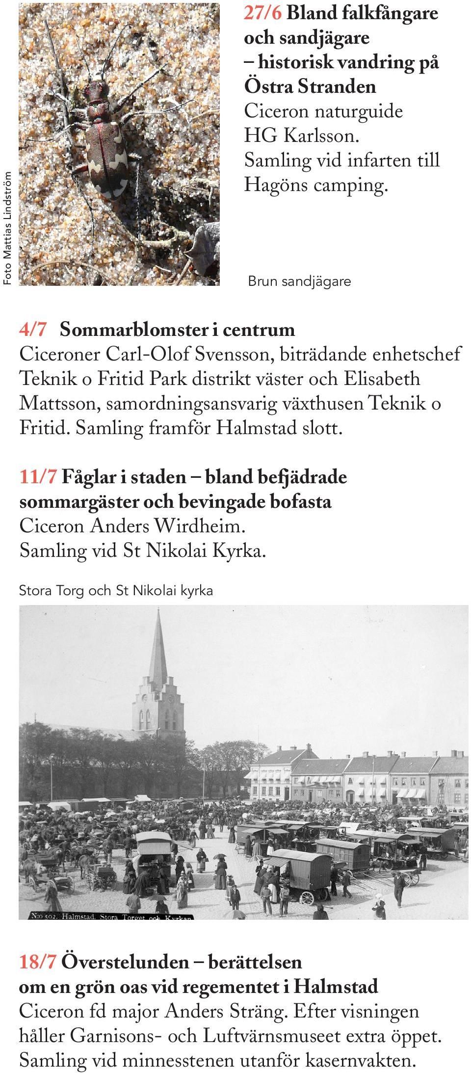 Fritid. Samling framför Halmstad slott. 11/7 Fåglar i staden bland befjädrade sommargäster och bevingade bofasta Ciceron Anders Wirdheim. Samling vid St Nikolai Kyrka.