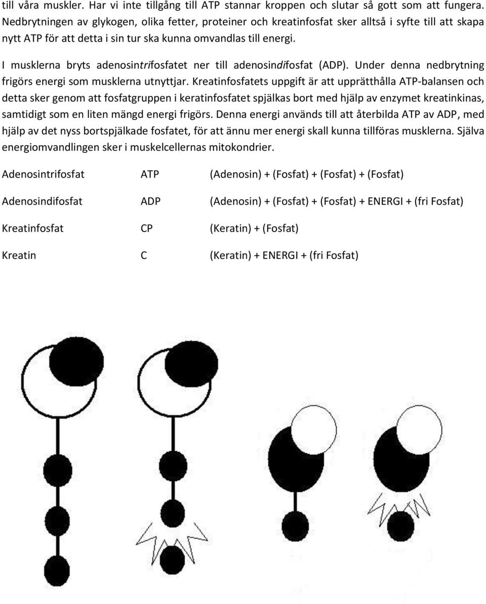 I musklerna bryts adenosintrifosfatet ner till adenosindifosfat (ADP). Under denna nedbrytning frigörs energi som musklerna utnyttjar.