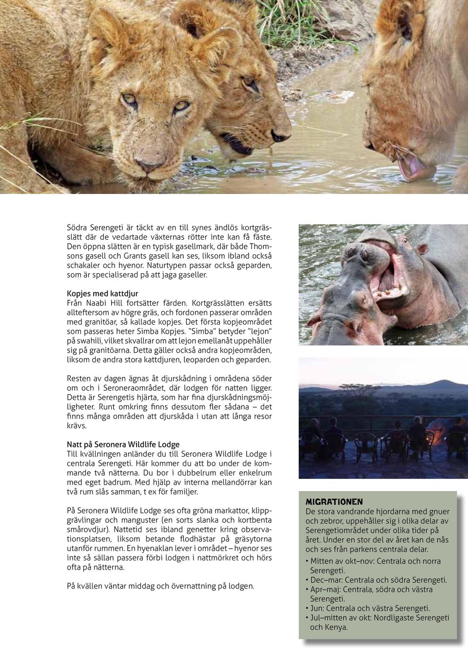 Naturtypen passar också geparden, som är specialiserad på att jaga gaseller. Kopjes med kattdjur Från Naabi Hill fortsätter färden.