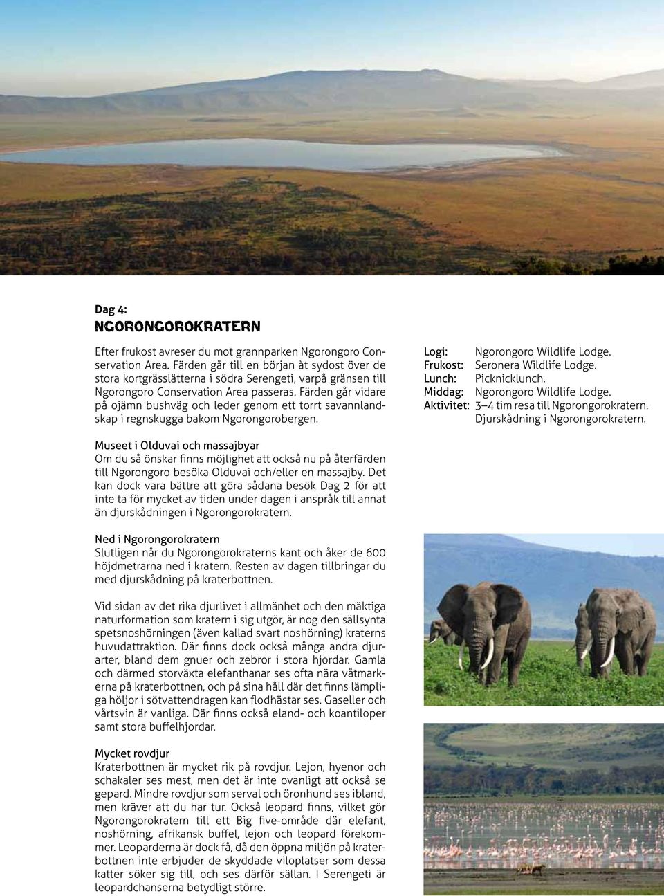 Färden går vidare på ojämn bushväg och leder genom ett torrt savannlandskap i regnskugga bakom Ngorongorobergen. Logi: Ngorongoro Wildlife Lodge. Frukost: Seronera Wildlife Lodge.