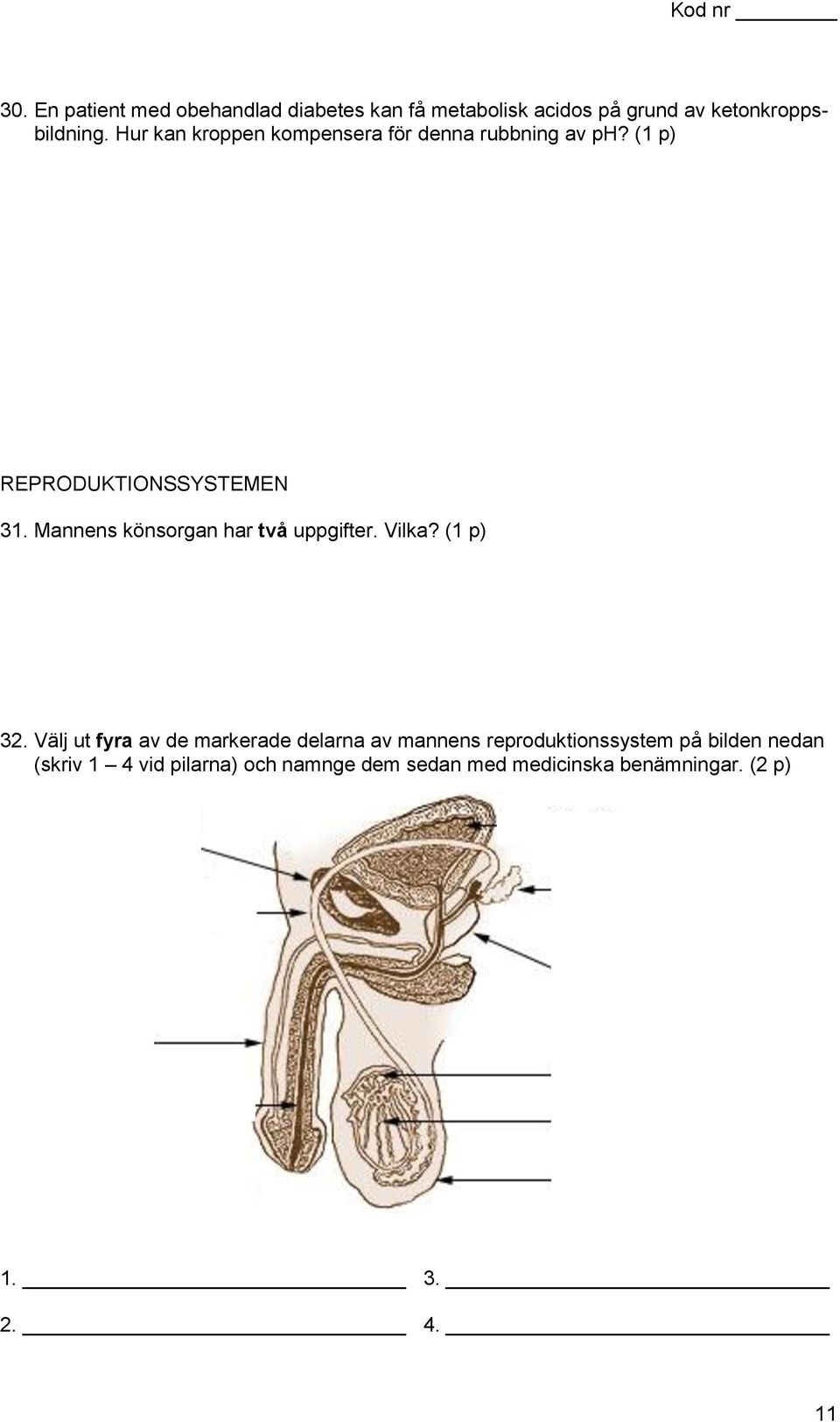 Mannens könsorgan har två uppgifter. Vilka? (1 p) 32.