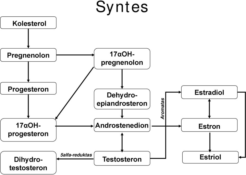 Estradiol 17αOHprogesteron Androstenedion