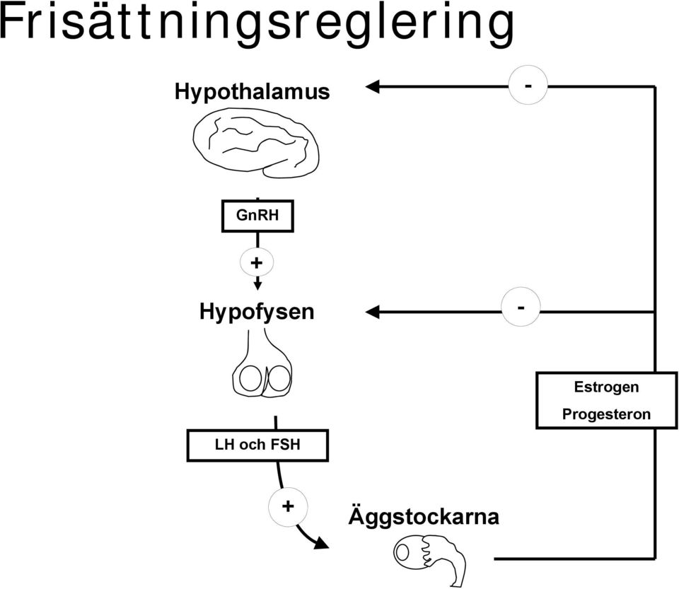 Hypofysen - Estrogen