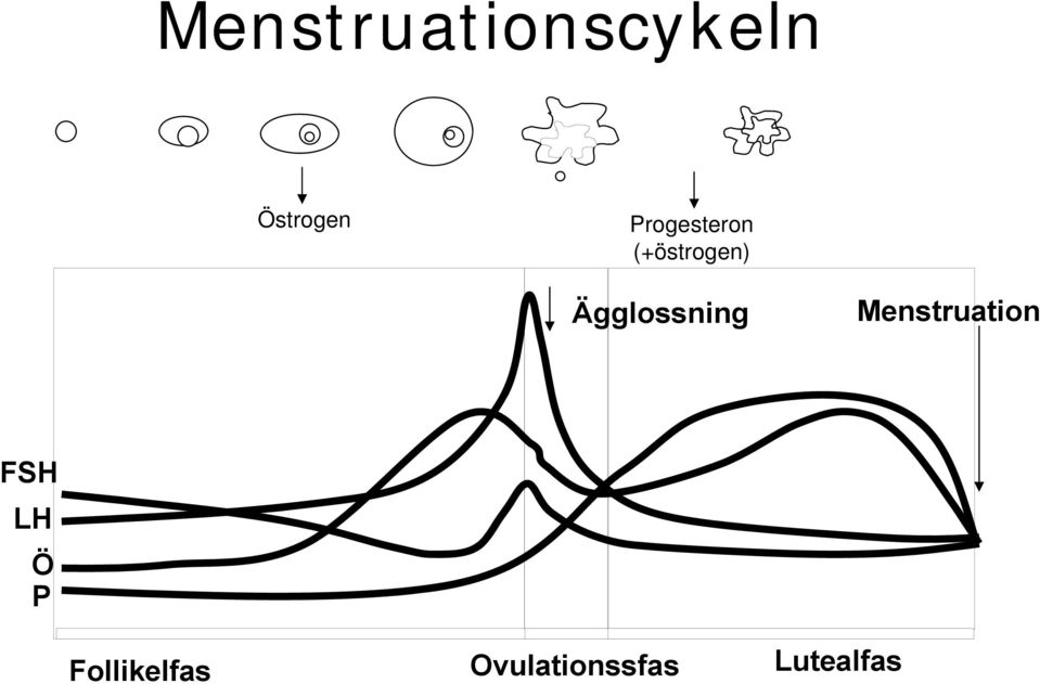 Ägglossning Menstruation FSH LH
