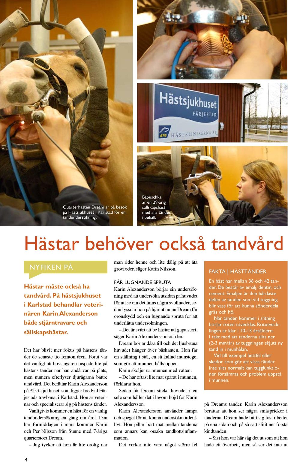 Det har blivit mer fokus på hästens tänder de senaste tio femton åren.