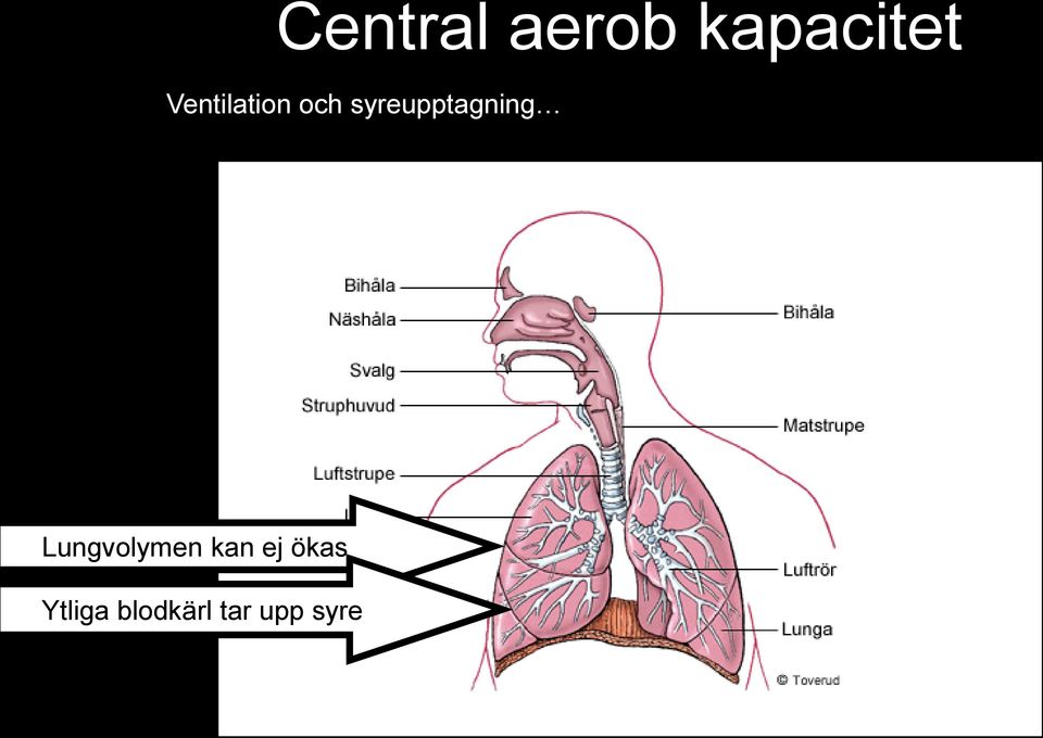 syreupptagning Lungvolymen