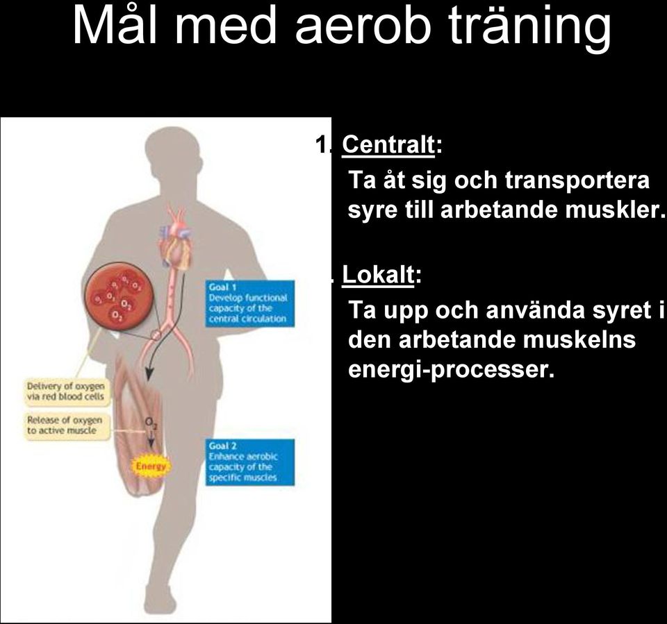 till arbetande muskler. 2.