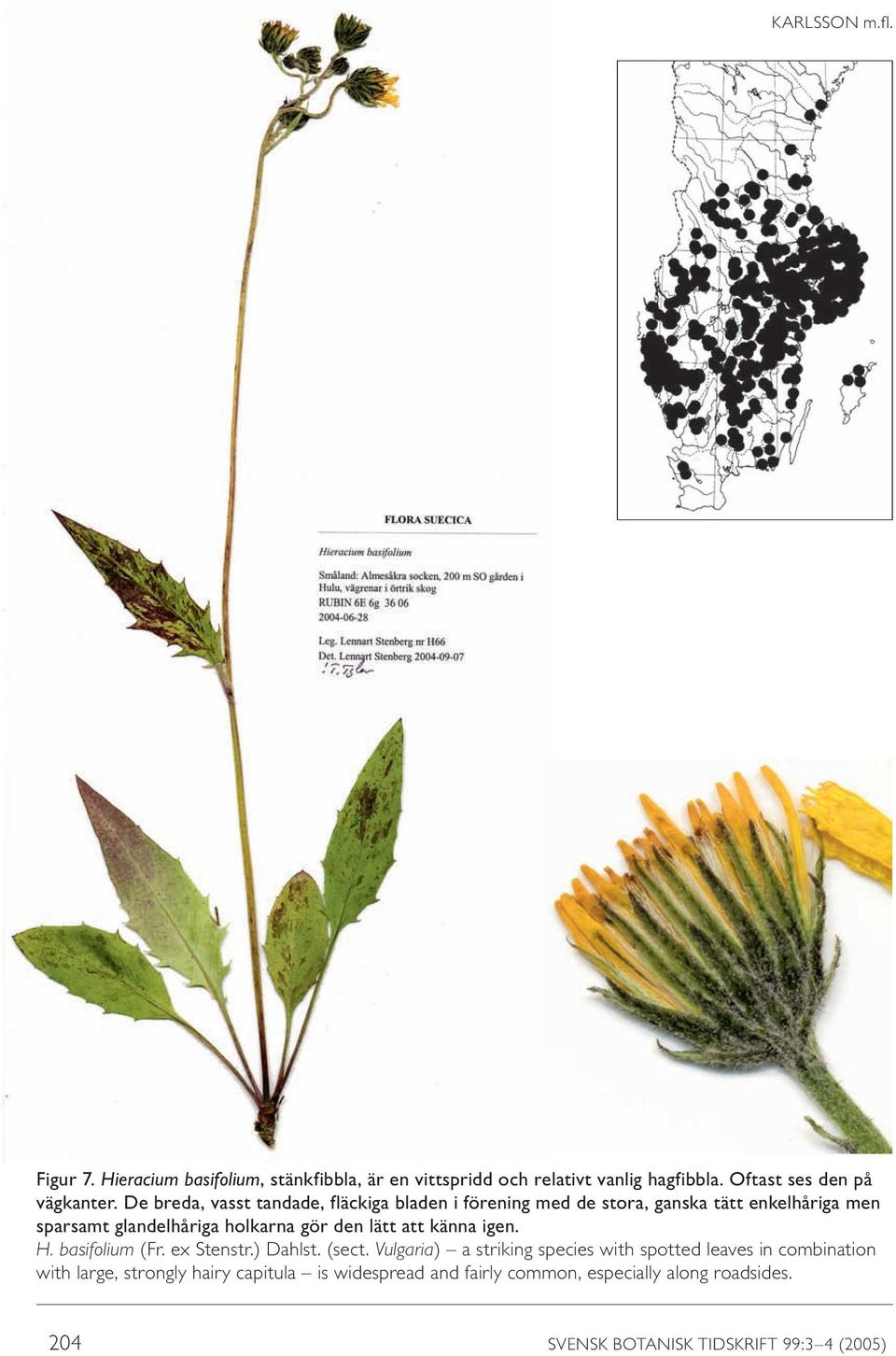 lätt att känna igen. H. basifolium (Fr. ex Stenstr.) Dahlst. (sect.