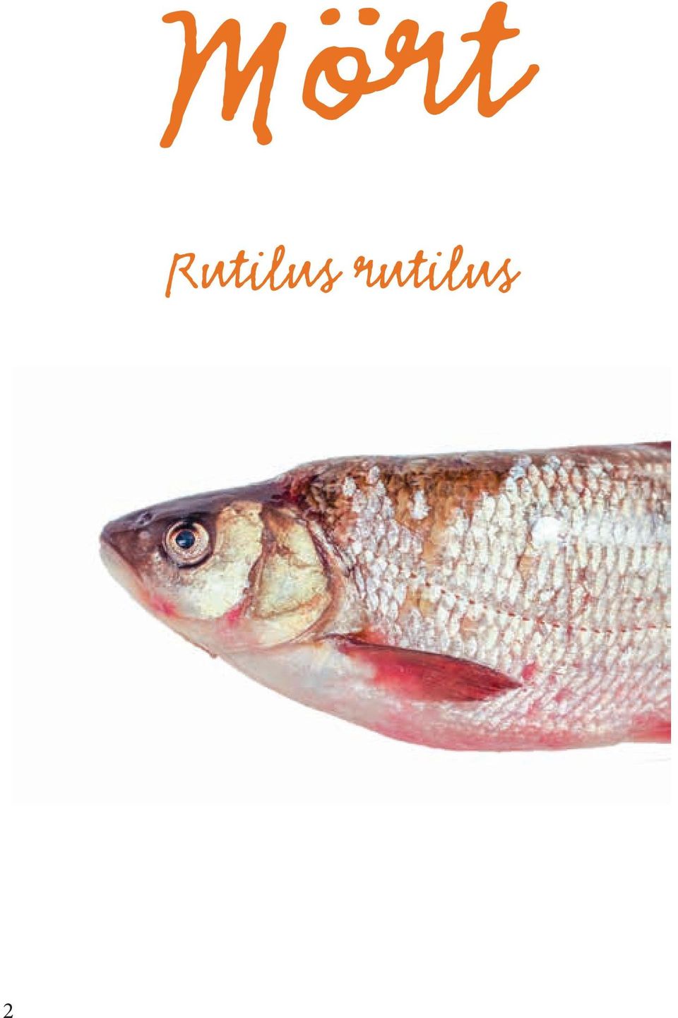rutilus 2