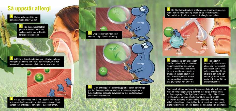 Det innebär att du från och med nu är allergisk mot pollen. Körtel Mastcell Receptor 3 Vi följer vad som händer i näsan. I näsväggen finns en blodrik slemhinna som fuktar och värmer luften.