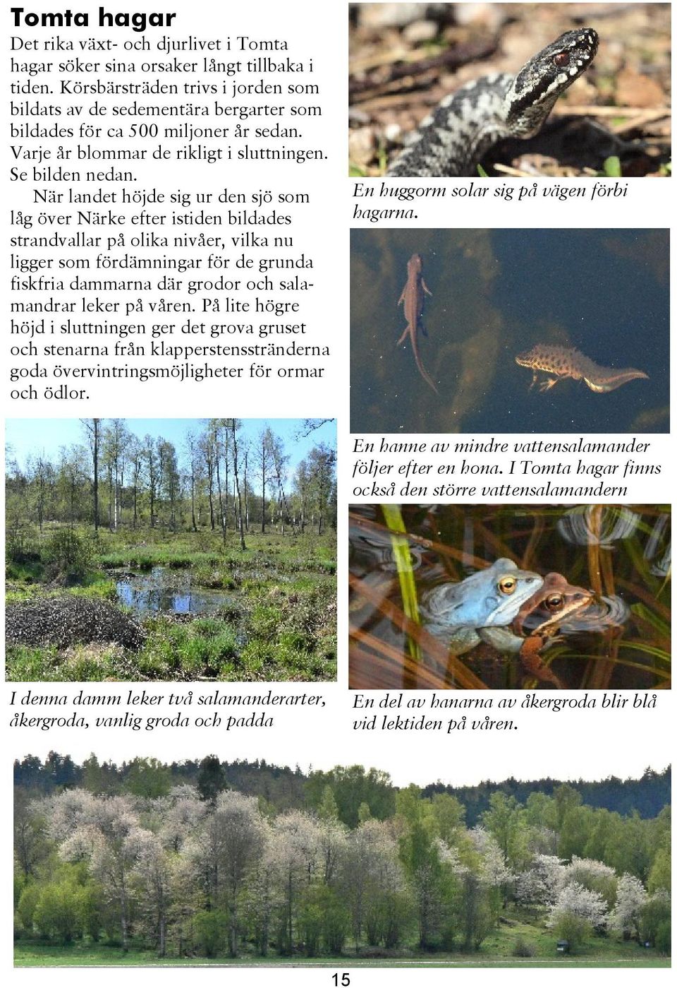 När landet höjde sig ur den sjö som låg över Närke efter istiden bildades strandvallar på olika nivåer, vilka nu ligger som fördämningar för de grunda fiskfria dammarna där grodor och salamandrar