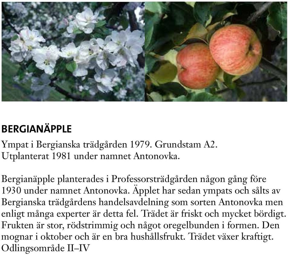 Äpplet har sedan ympats och sålts av Bergianska trädgårdens handelsavdelning som sorten Antonovka men enligt många experter är