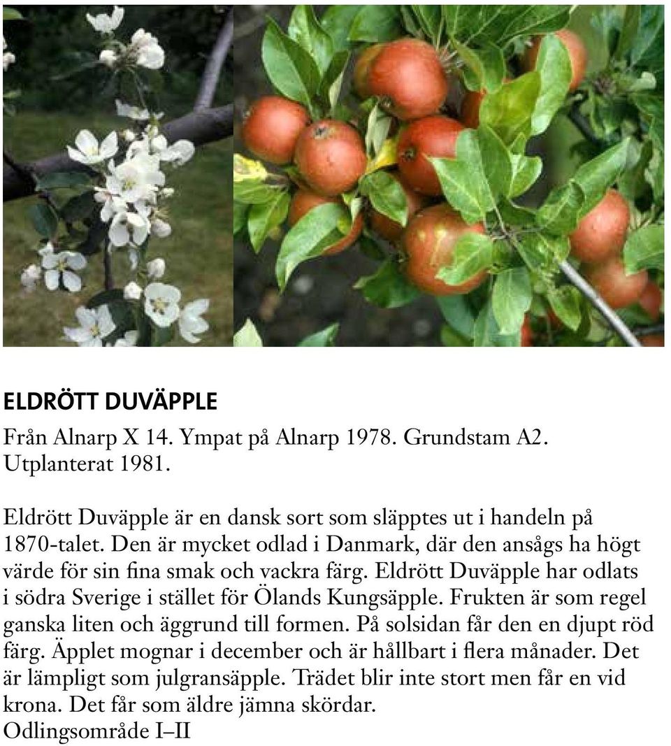 Den är mycket odlad i Danmark, där den ansågs ha högt värde för sin fina smak och vackra färg.