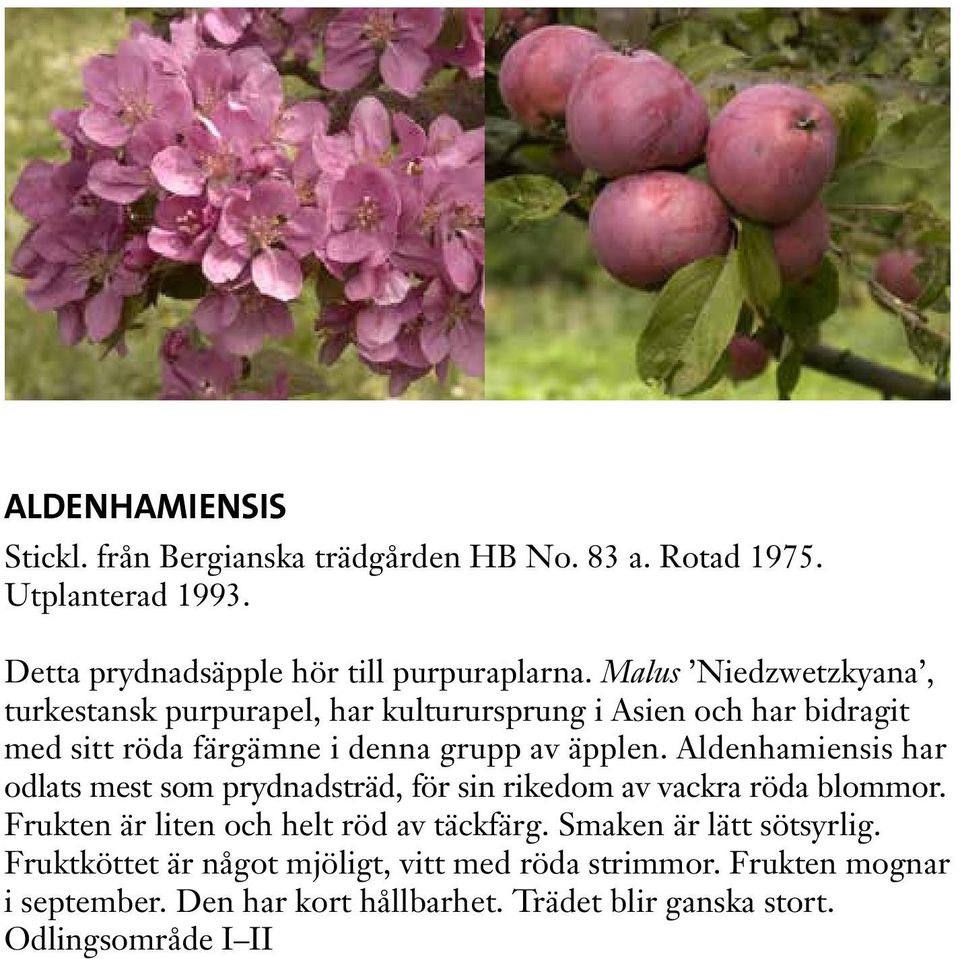 Aldenhamiensis har odlats mest som prydnadsträd, för sin rikedom av vackra röda blommor. Frukten är liten och helt röd av täckfärg.