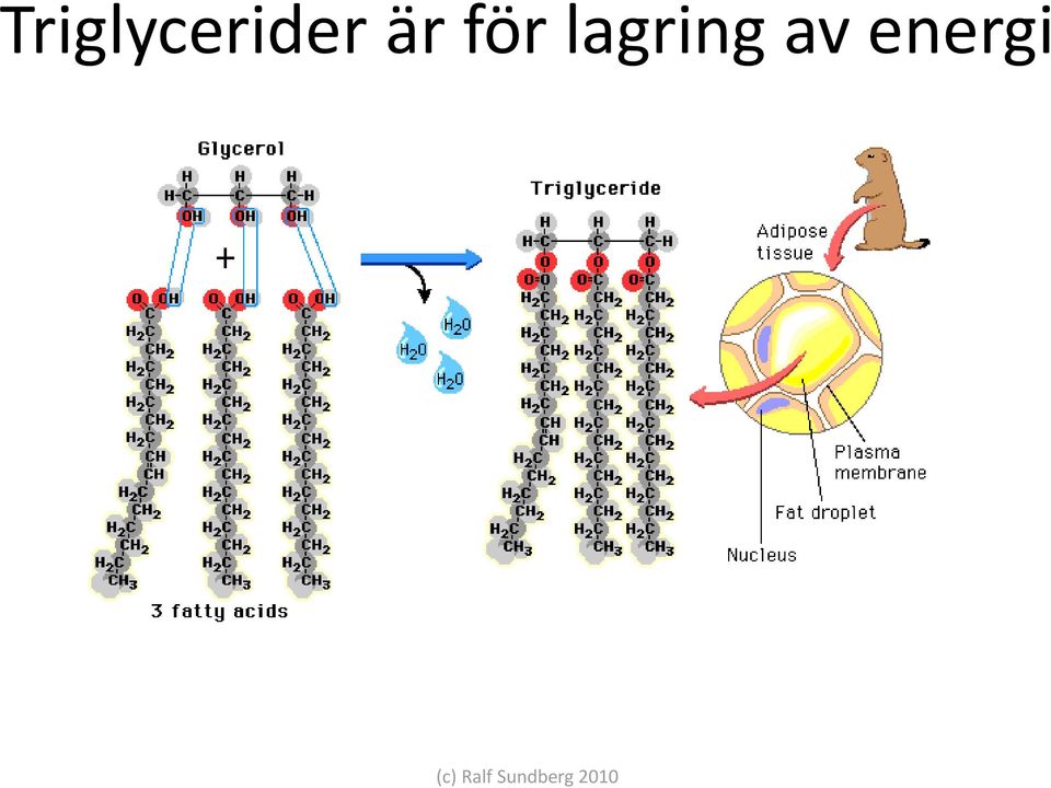av energi (c)