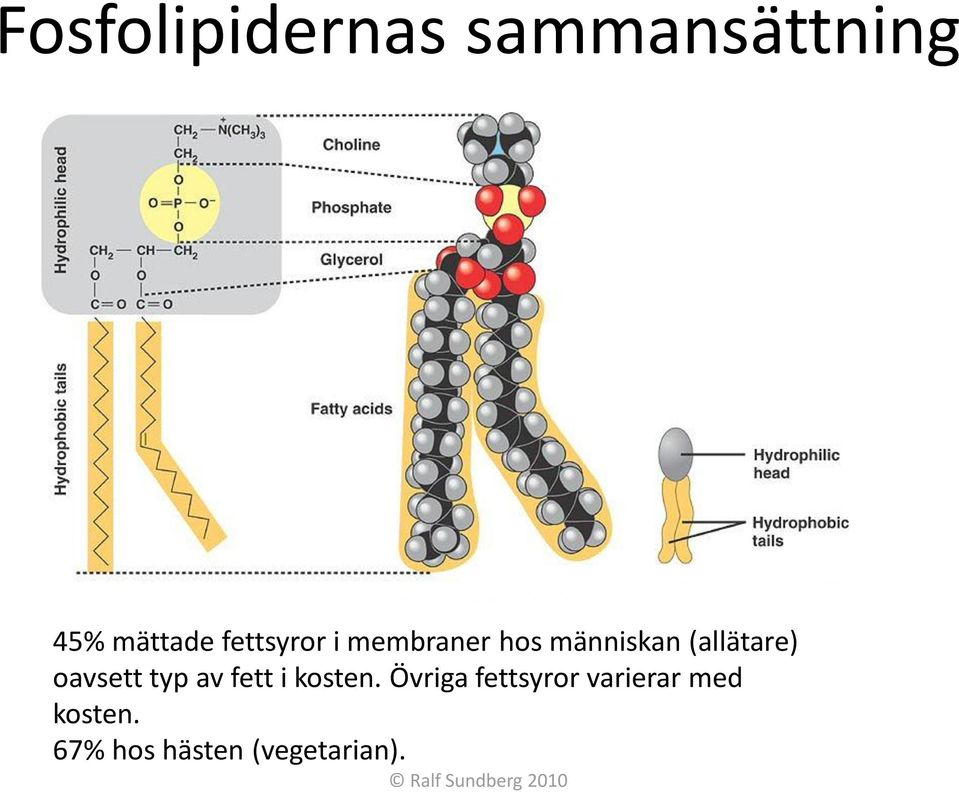 oavsett typ av fett i kosten.