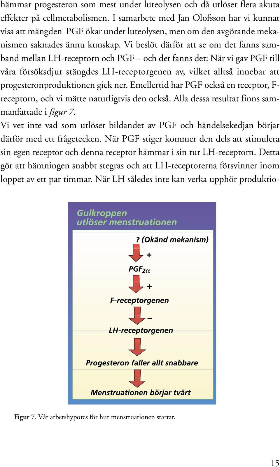 Vi beslöt därför att se om det fanns samband mellan LH-receptorn och PGF och det fanns det: När vi gav PGF till våra försöksdjur stängdes LH-receptorgenen av, vilket alltså innebar att