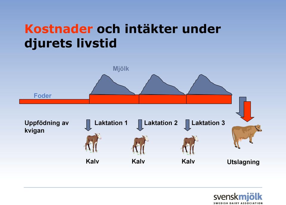 Uppfödning av kvigan Laktation 1