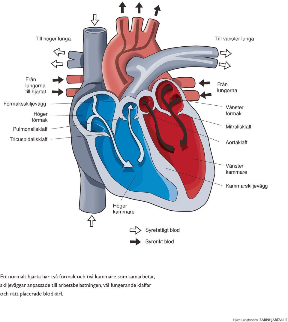 kammare Syrefattigt blod Syrerikt blod Ett normalt hjärta har två förmak och två kammare som samarbetar,