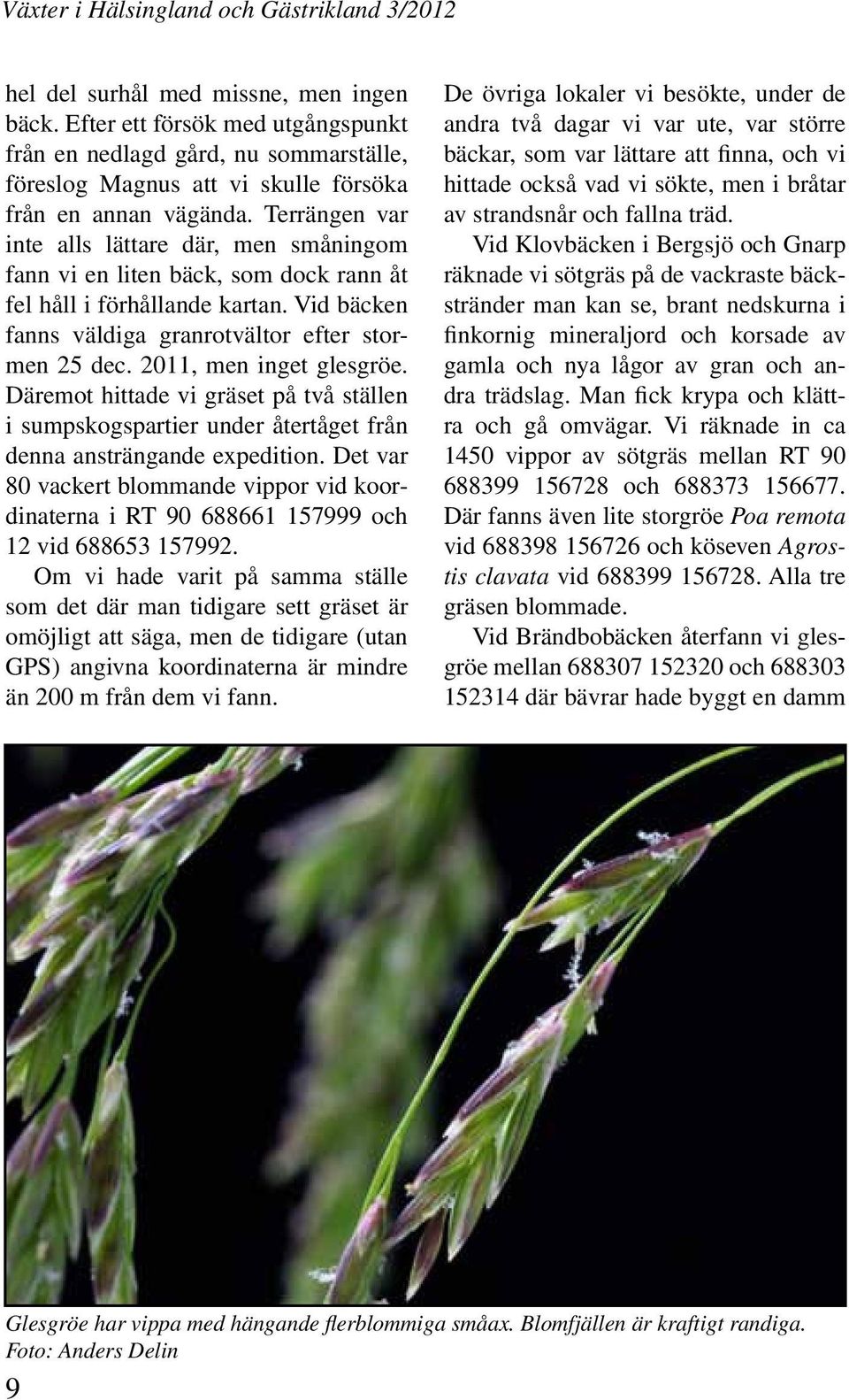 2011, men inget glesgröe. Däremot hittade vi gräset på två ställen i sumpskogspartier under återtåget från denna ansträngande expedition.