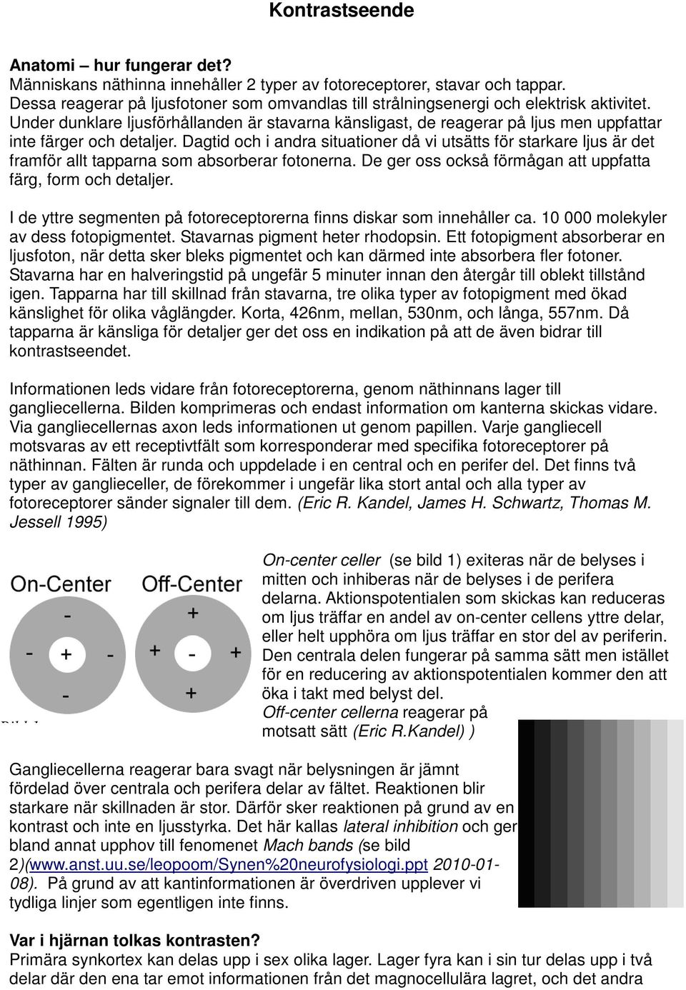 Under dunklare ljusförhållanden är stavarna känsligast, de reagerar på ljus men uppfattar inte färger och detaljer.