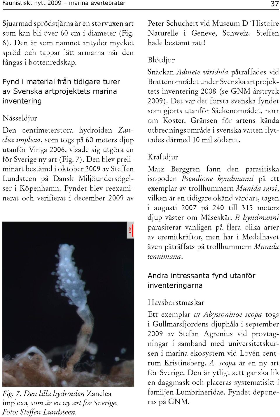 Fynd i material från tidigare turer av Svenska artprojektets marina inventering Nässeldjur Den centimeterstora hydroiden Zanclea implexa, som togs på 60 meters djup utanför Vinga 2006, visade sig