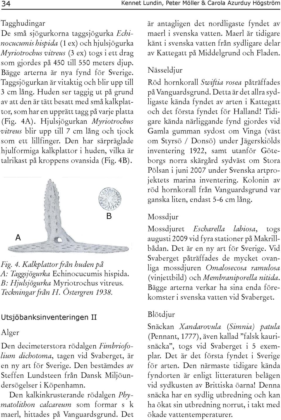 Huden ser taggig ut på grund av att den är tätt besatt med små kalkplattor, som har en upprätt tagg på varje platta (Fig. 4A).
