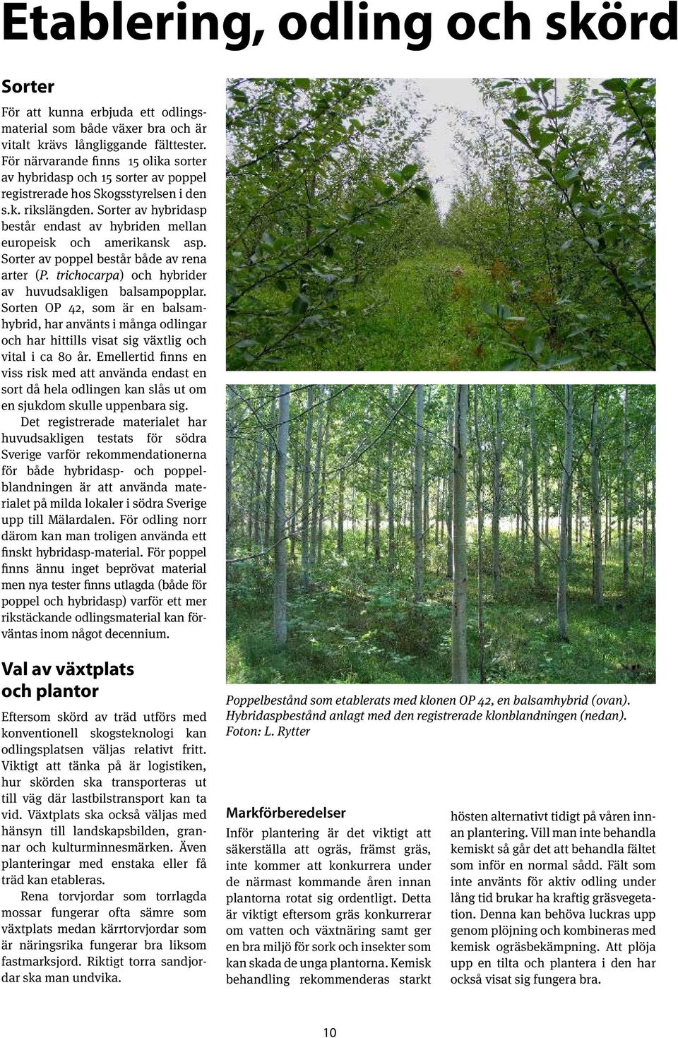 Sorter av hybridasp består endast av hybriden mellan europeisk och amerikansk asp. Sorter av poppel består både av rena arter (P. trichocarpa) och hybrider av huvudsakligen balsampopplar.