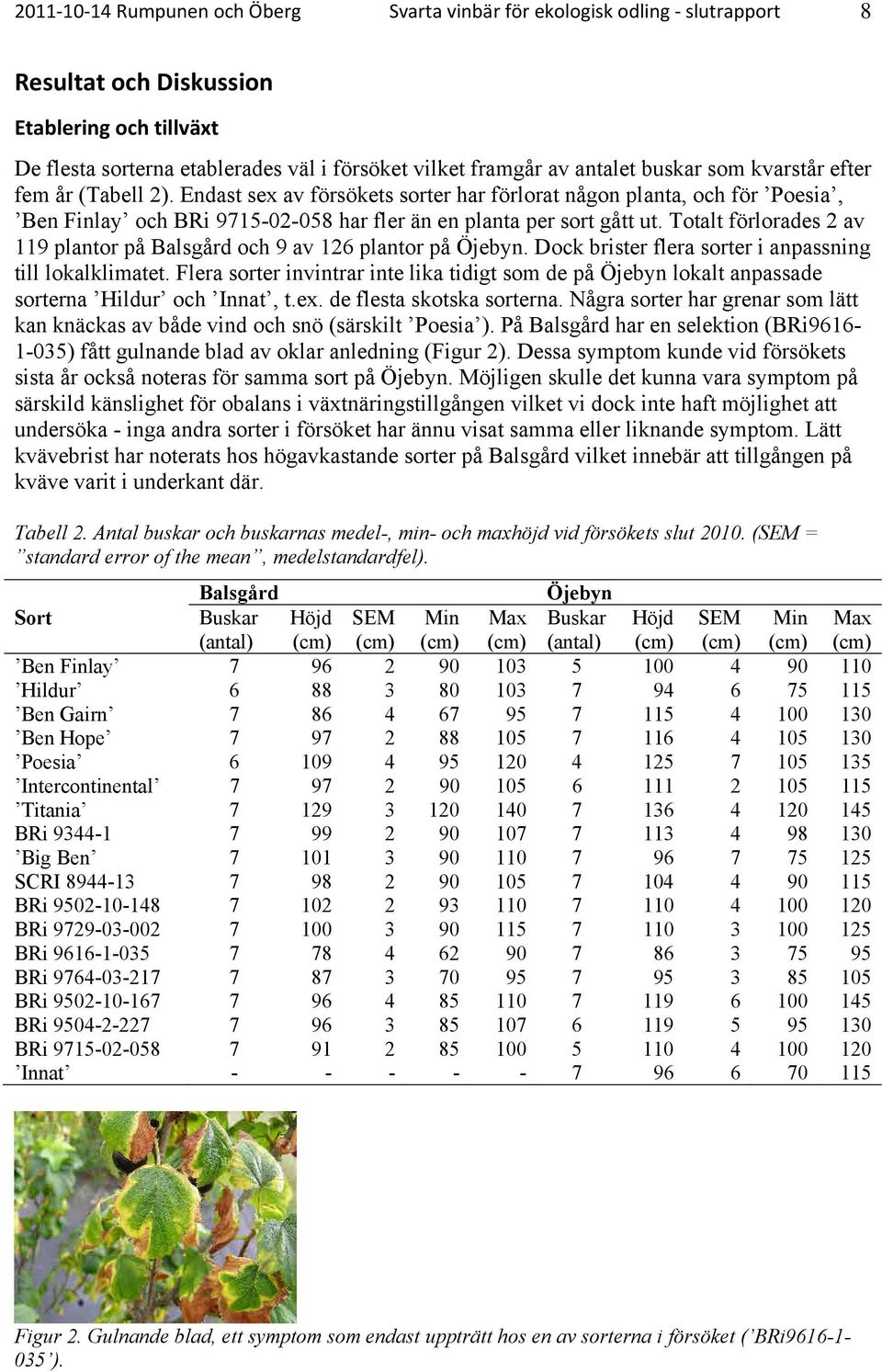 Totalt förlorades 2 av 119 plantor på Balsgård och 9 av 126 plantor på Öjebyn. Dock brister flera sorter i anpassning till lokalklimatet.