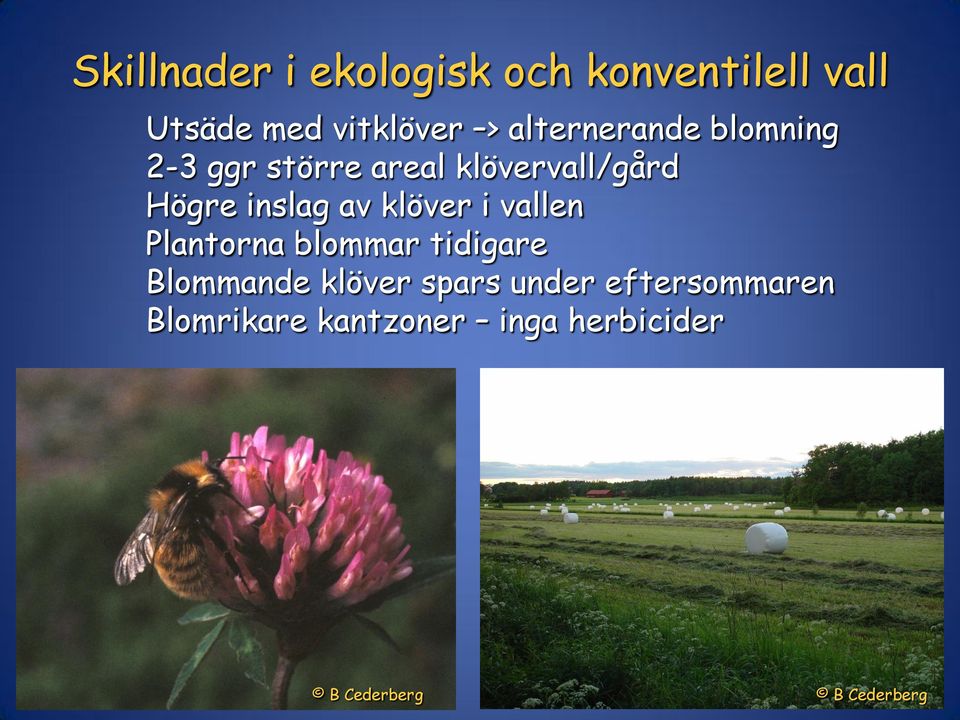 av klöver i vallen Plantorna blommar tidigare Blommande klöver spars