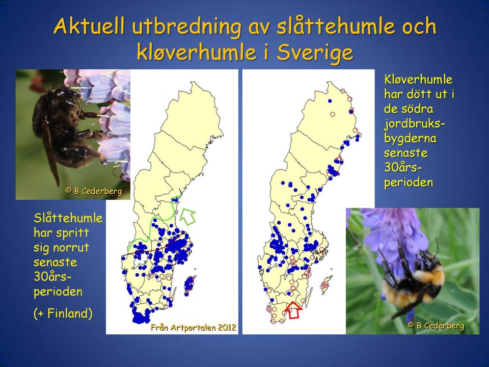 30årsperioden Kløverhumle har dött ut i de södra