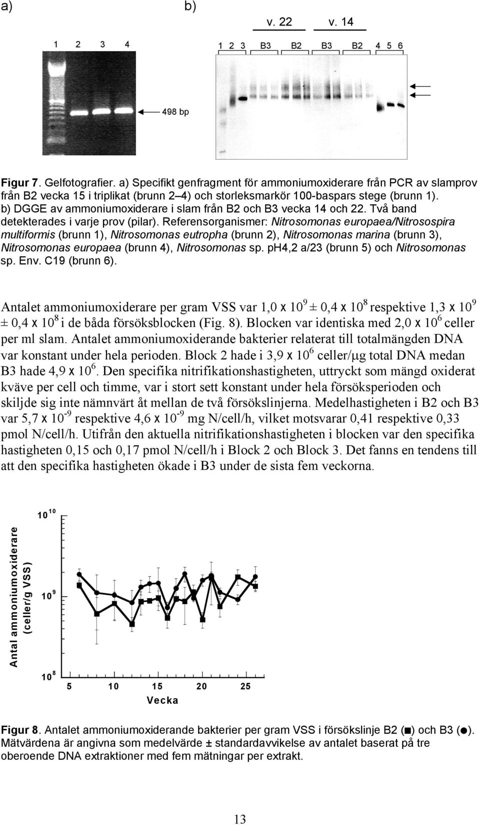 b) DGGE av ammoniumoxiderare i slam från B2 och B3 vecka 14 och 22. Två band detekterades i varje prov (pilar).