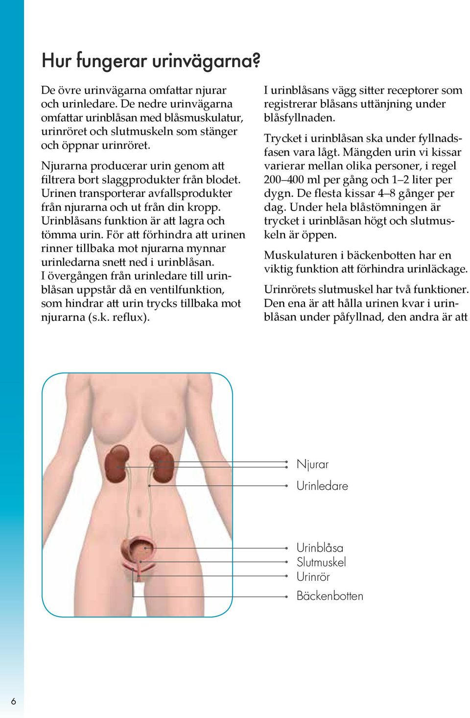 Urinblåsans funktion är att lagra och tömma urin. För att för hindra att urinen rinner tillbaka mot njurarna mynnar urinledarna snett ned i urin blåsan.